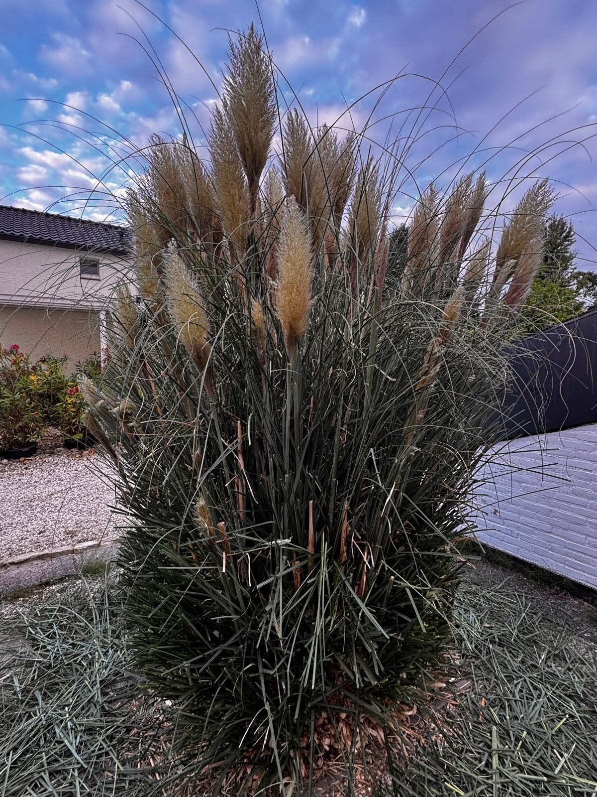 Gratis !!!! 2x Grote Pampasgras (Cortaderia selloana), Ophalen, Volle zon, Vaste plant, Siergrassen