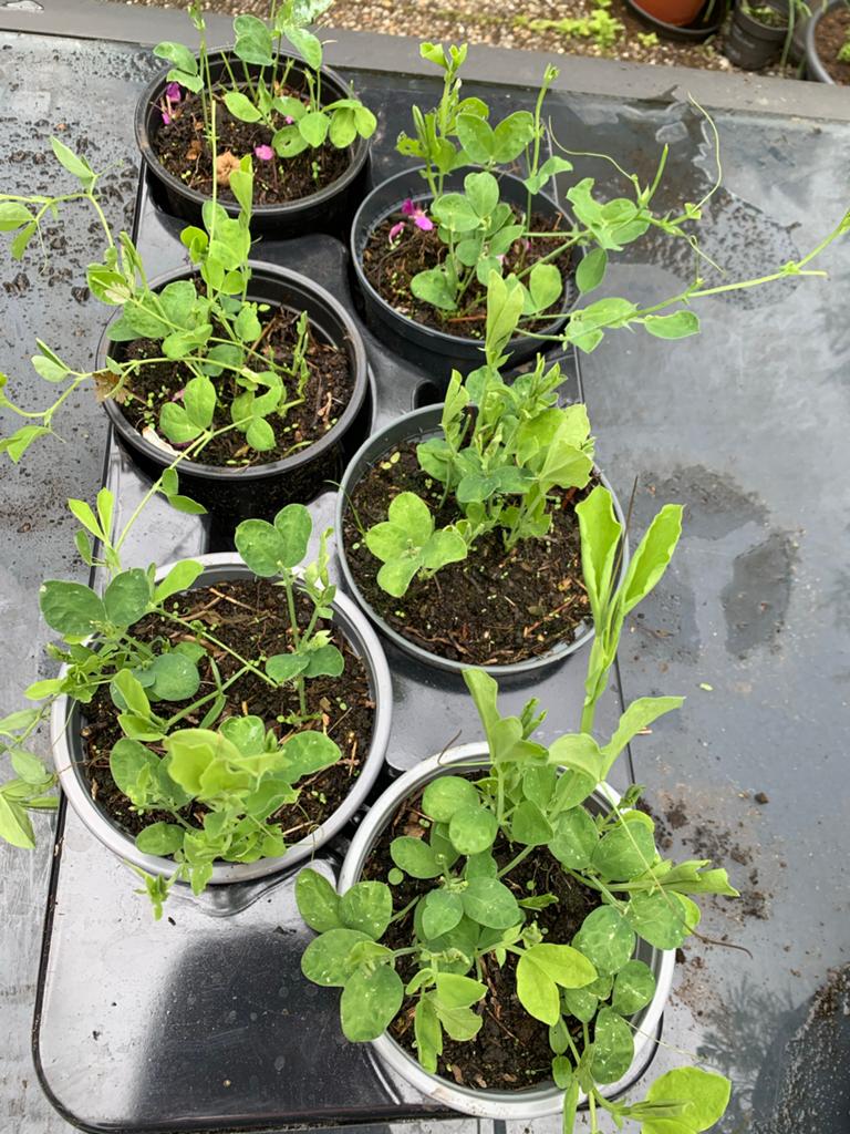 Lathyrus 'Siererwt Blauw' - Klimplant voor uw tuin, Tuin en Terras, Planten | Tuinplanten, Ophalen, Volle zon, Eenjarig, Klimplanten