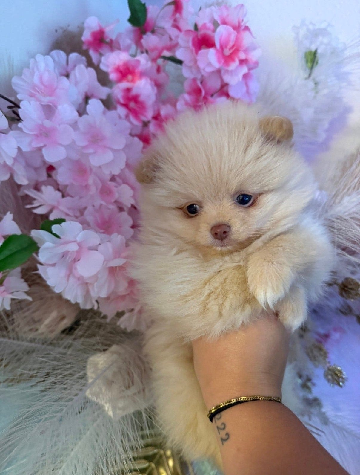 Pomeriaan pup te koop alleen het reutje is nog beschikbaar, HCC (leverziekte), Reu, 8 tot 15 weken, Eén hond