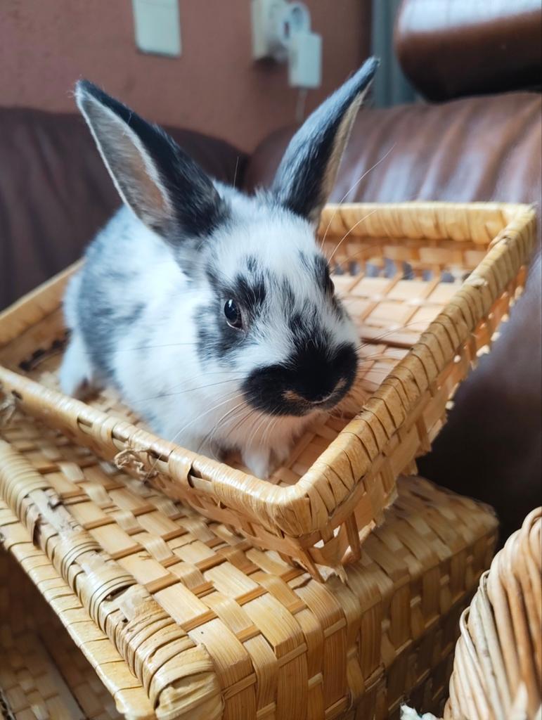 konijntjes, Dieren en Toebehoren, Meerdere dieren