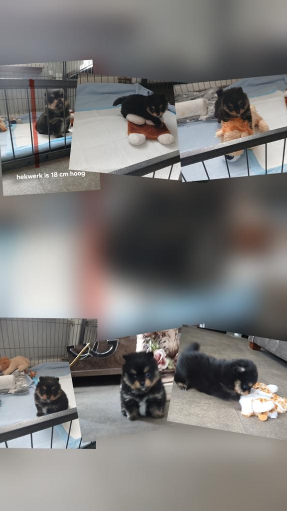 Pomeriaan pup reu, Dieren en Toebehoren, Honden | Niet-rashonden, Klein, Reu, Particulier, Eén hond, Nederland, 8 tot 15 weken