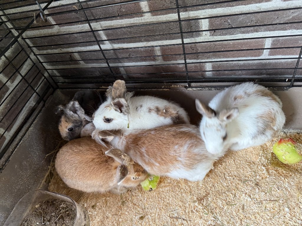 Jonge dwerg konijntjes, Meerdere dieren, Dwerg, 0 tot 2 jaar