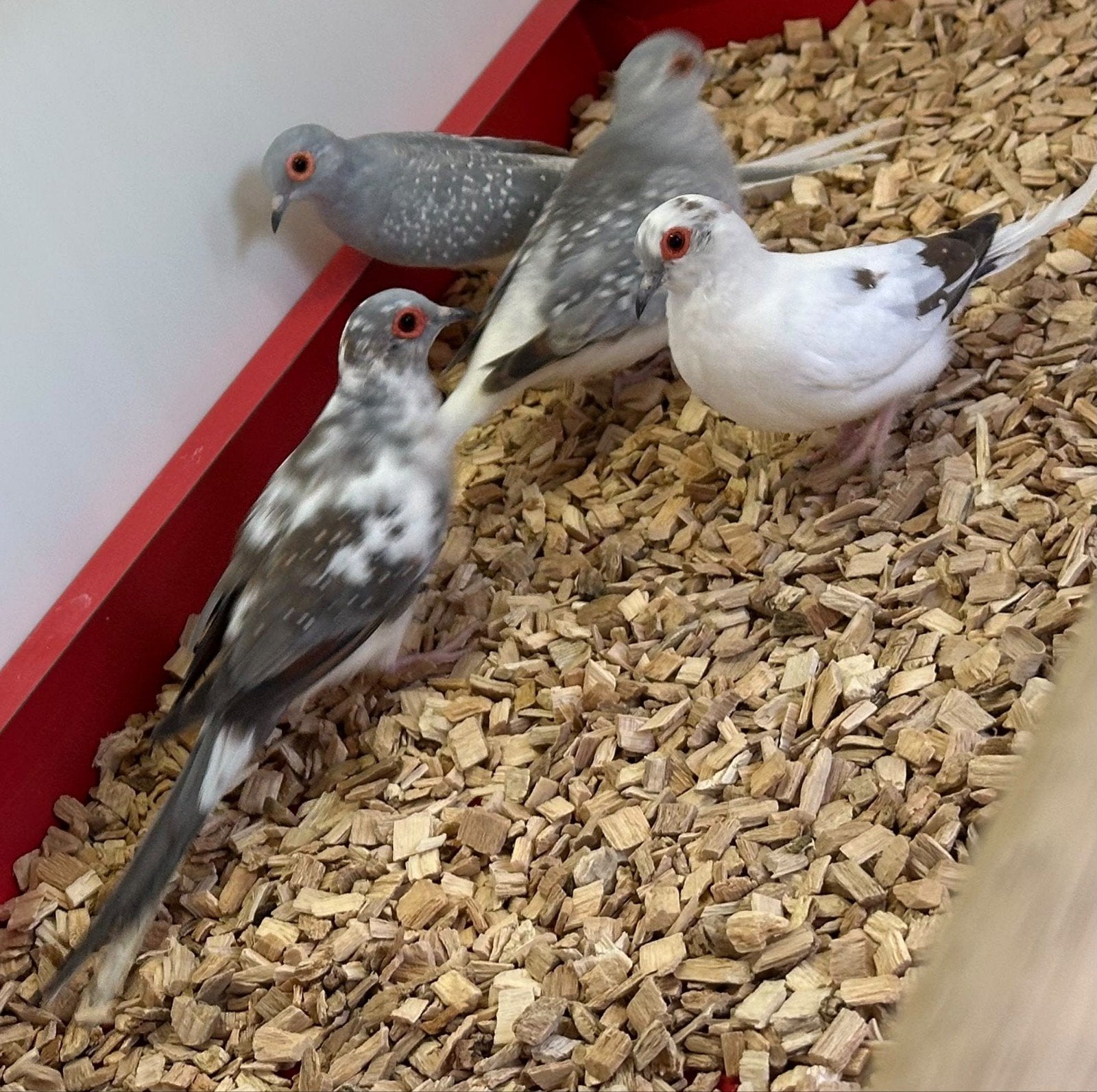 Bonte diamantduiven, Dieren en Toebehoren, Meerdere dieren