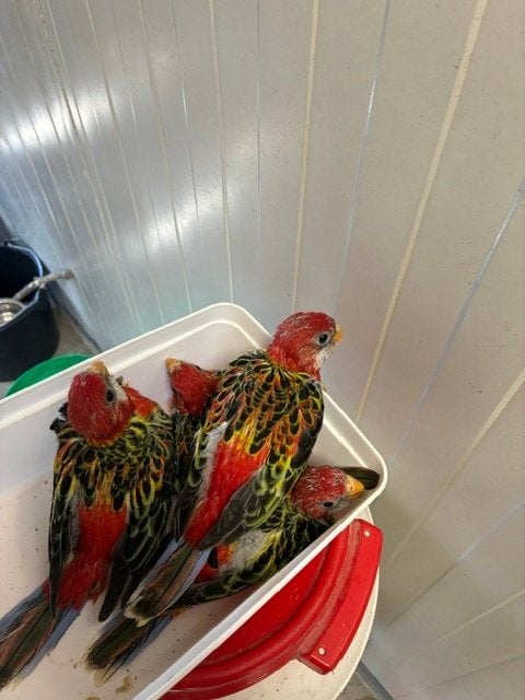 Rode rosella, Dieren en Toebehoren, Vogels | Parkieten en Papegaaien, Meerdere dieren, Parkiet, Geringd