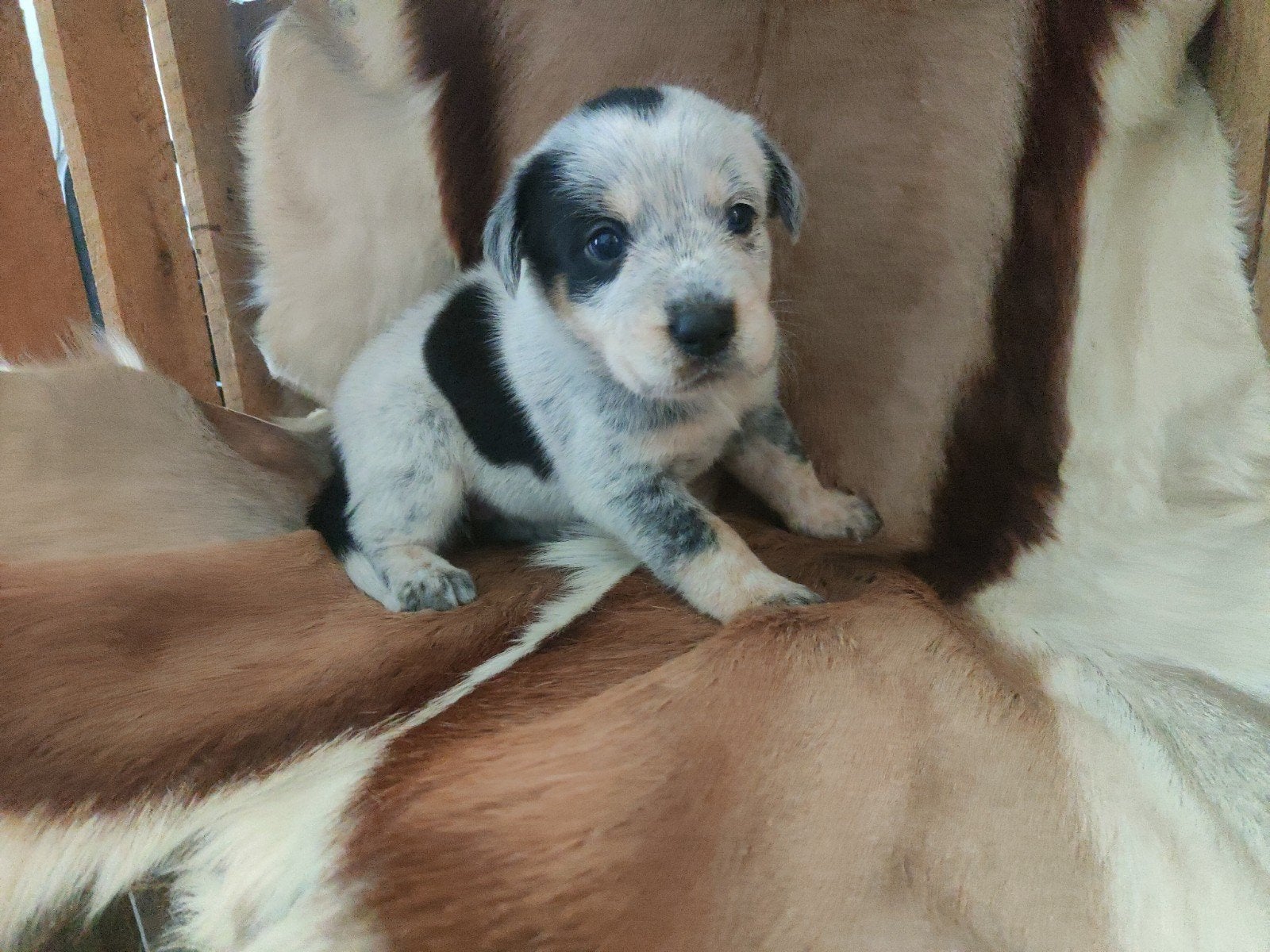 Super gave Texas Heelers zoeken sportieve baasjes, Parvo, Sheepdog, 8 tot 15 weken, Meerdere