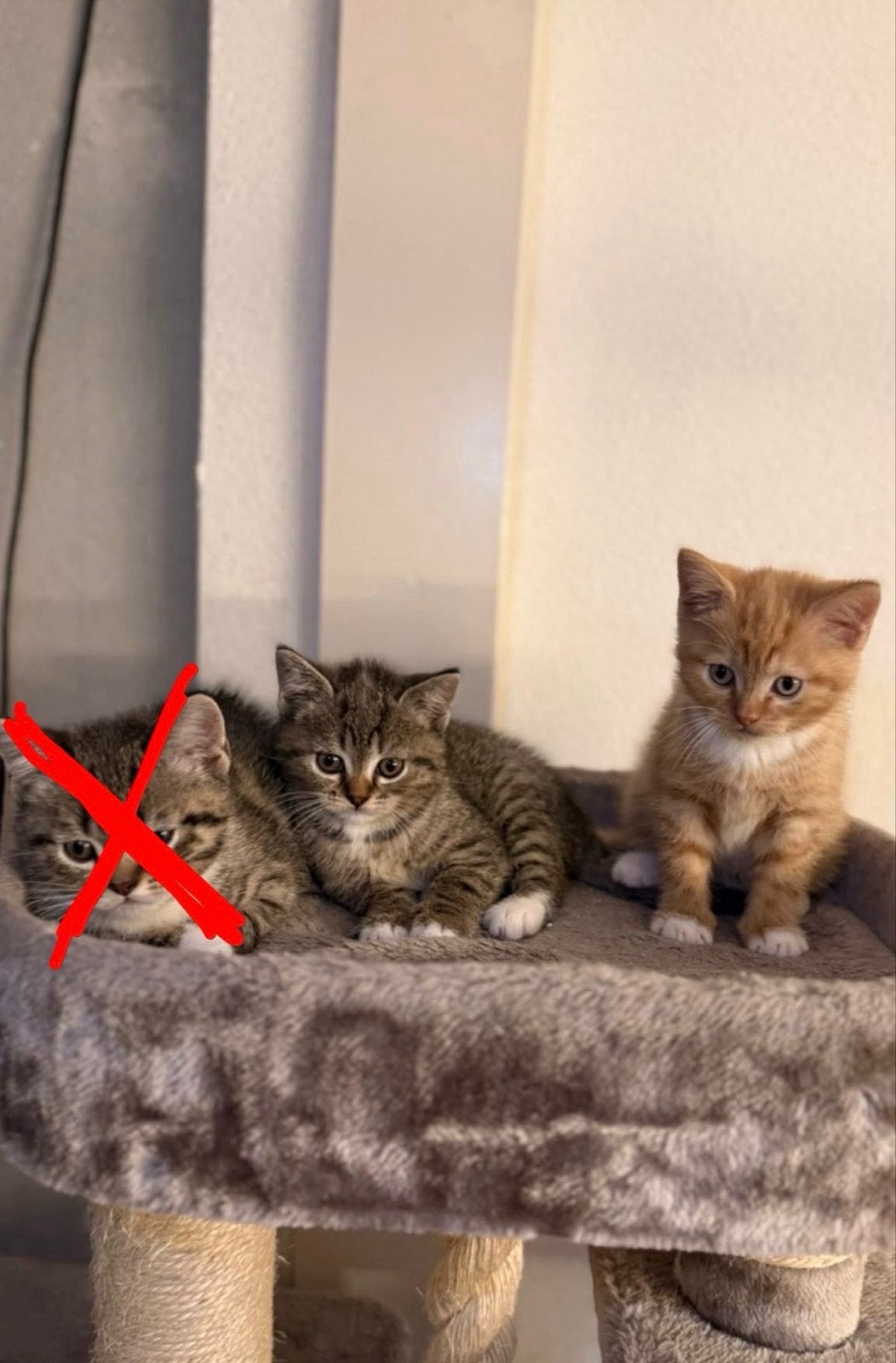 Mix britse korthaar kittens, Dieren en Toebehoren, Meerdere dieren