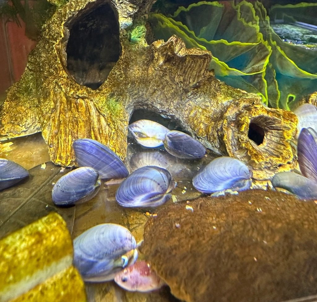 Jewel Clam- Bivalvia SP mossel - Juweel mossel, Slak of Weekdier, Zoetwatervis