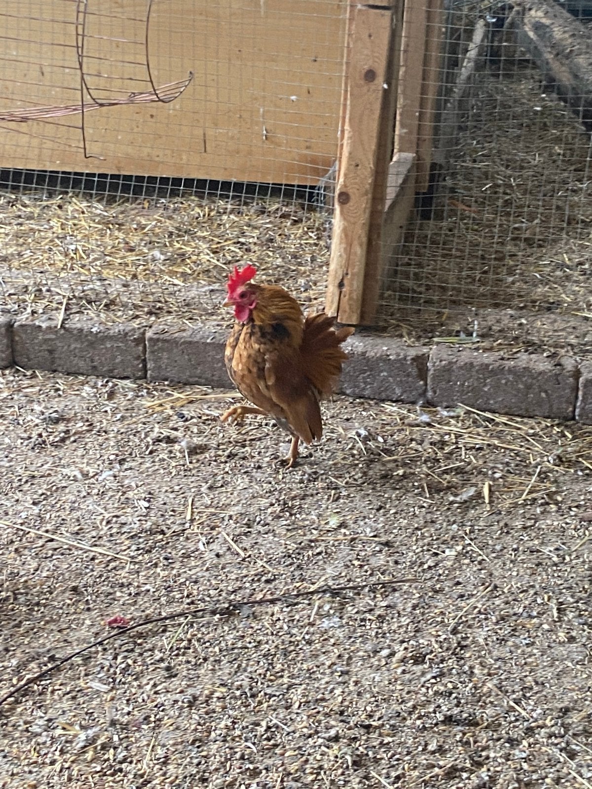 Serama koppel met krulveer hen, Dieren en Toebehoren, Meerdere dieren, Kip