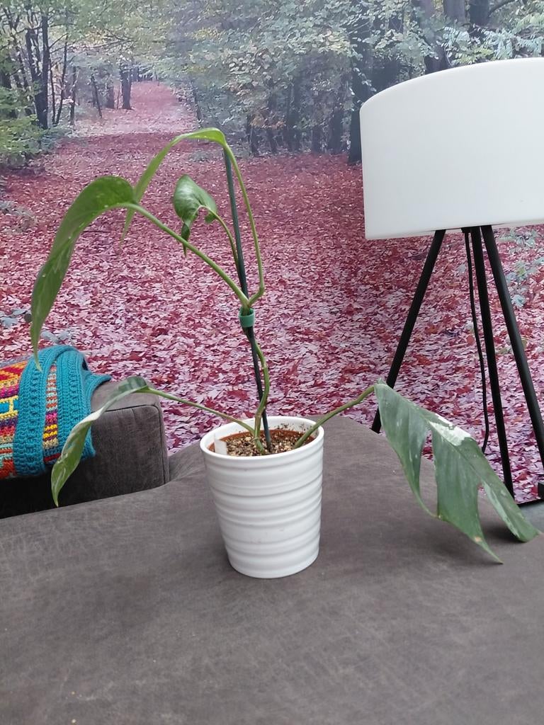 Epipremnum Pinnatum Variegata, Ophalen of Verzenden, Halfschaduw, Minder dan 100 cm
