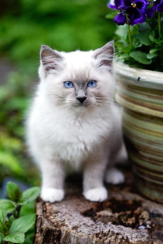 Ragdoll kittens met stamboom 🩷, Meerdere dieren, Met stamboom