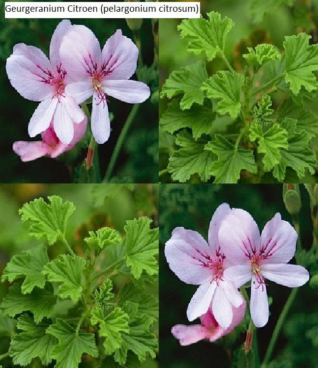 planten, Tuin en Terras, Volle zon, Eenjarig, Zomer, Ophalen