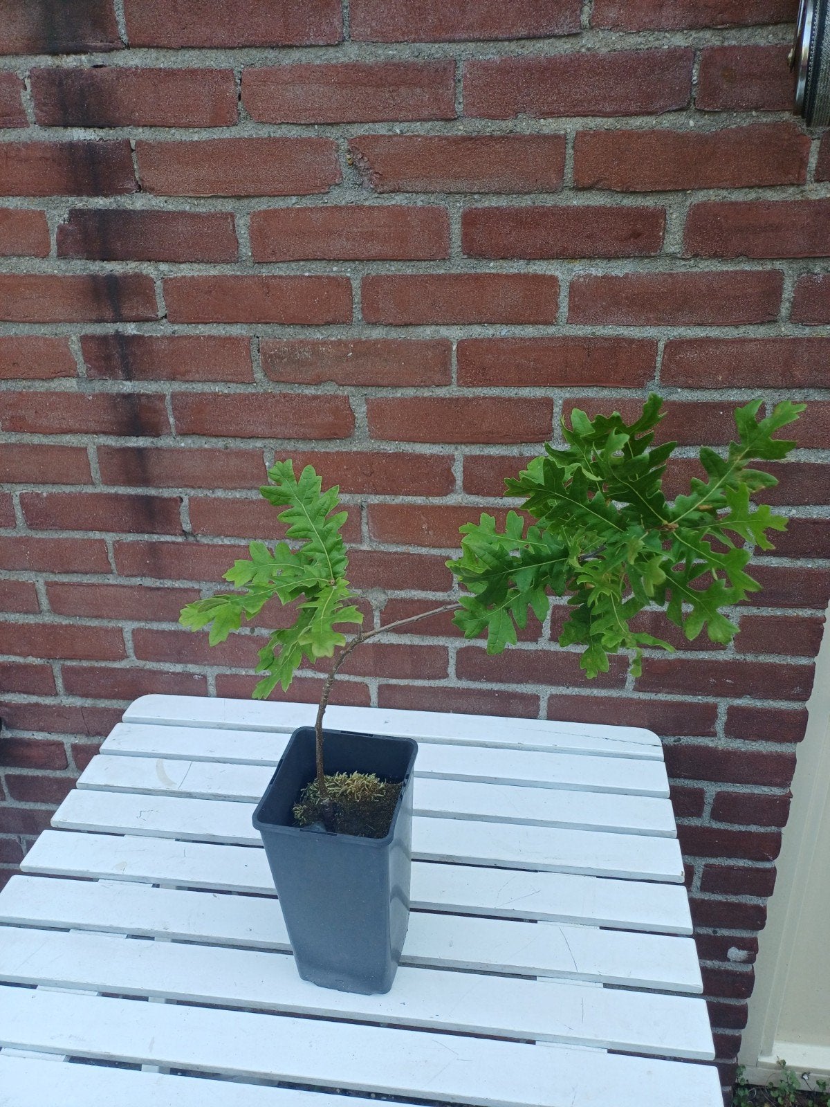 Eik (Quercus cerris) pre Bonsai, Ophalen