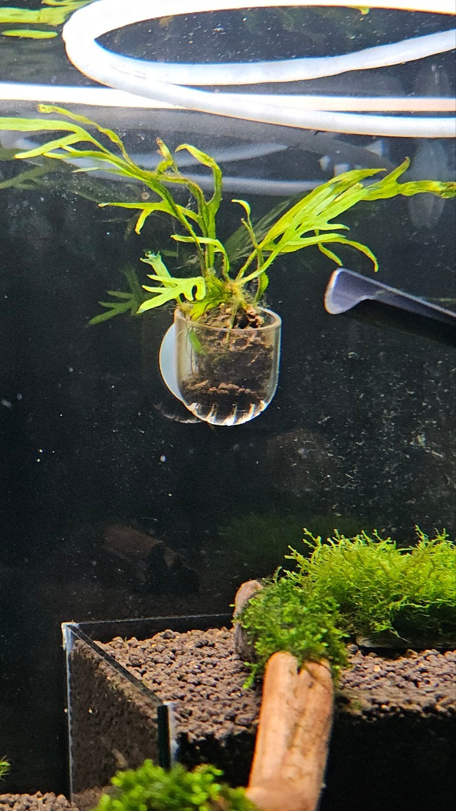 Microsorum Pteropus trident & Microsorum Pteropus |Javavaren, Dieren en Toebehoren, Vissen | Aquaria en Toebehoren, Ophalen of Verzenden