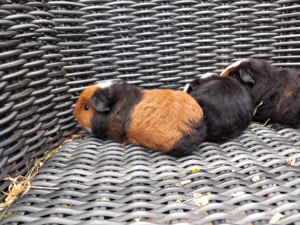 3 ch teddy beertjes, April, Mannelijk, Cavia