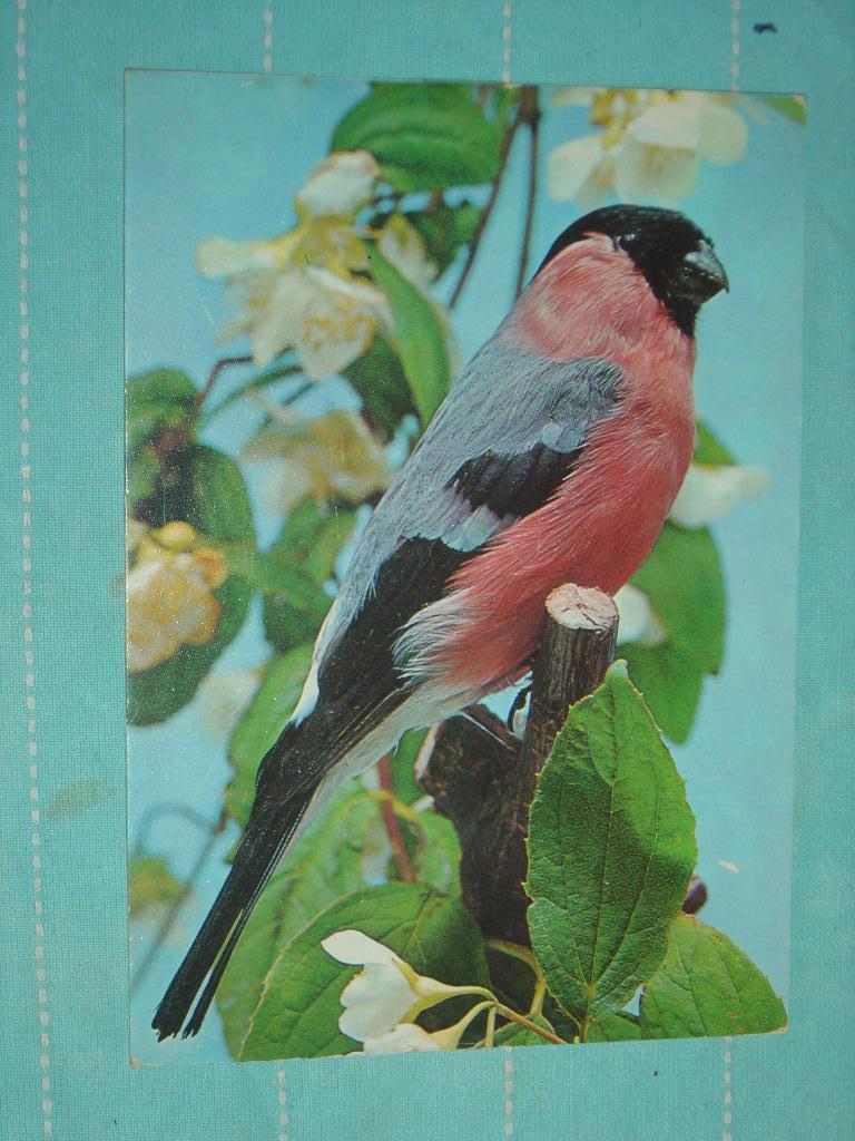 21) Kleuren ansichtkaart  Vogels, Verzamelen, Ophalen of Verzenden, 1980 tot heden, Gelopen, Vogel