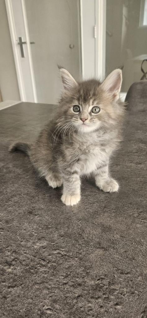 Super lieve maine coon kittens xxl, Dieren en Toebehoren, Katten en Kittens | Raskatten | Langhaar, Poes, Gechipt, 0 tot 2 jaar