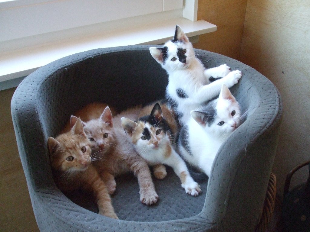 Kittens te koop: katertjes en poesjes, creme, rood, lapje, Dieren en Toebehoren, Meerdere dieren, Kortharig, 0 tot 2 jaar