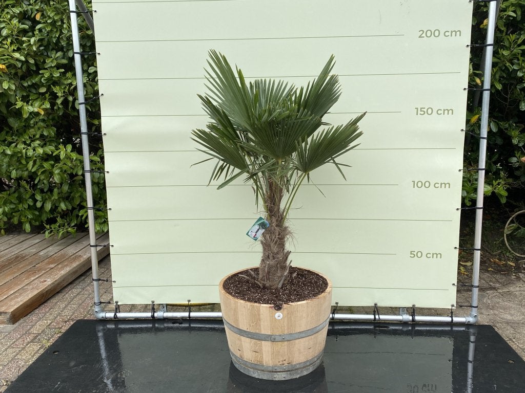 Palmboom - Trachycarpus fortunei - Stamhoogte 40-60 cm, Tuin en Terras, Ophalen of Verzenden, 100 tot 250 cm, Zomer, Palmboom