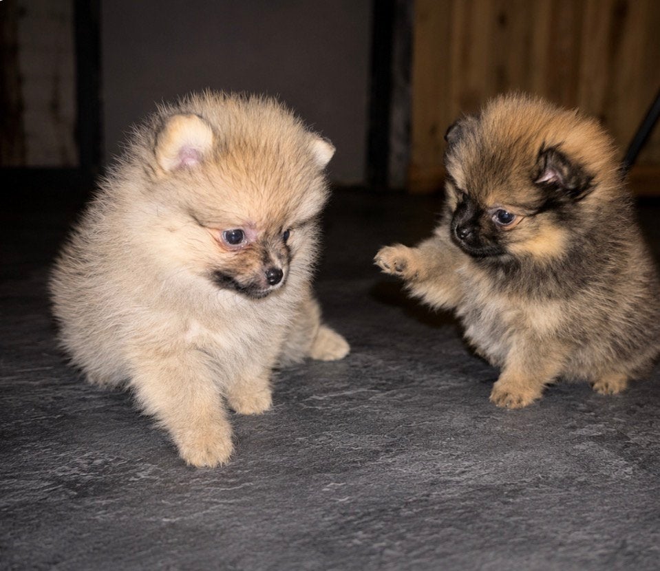 Pomeriaan pups, Parvo, Overige rassen, 8 tot 15 weken, Teef