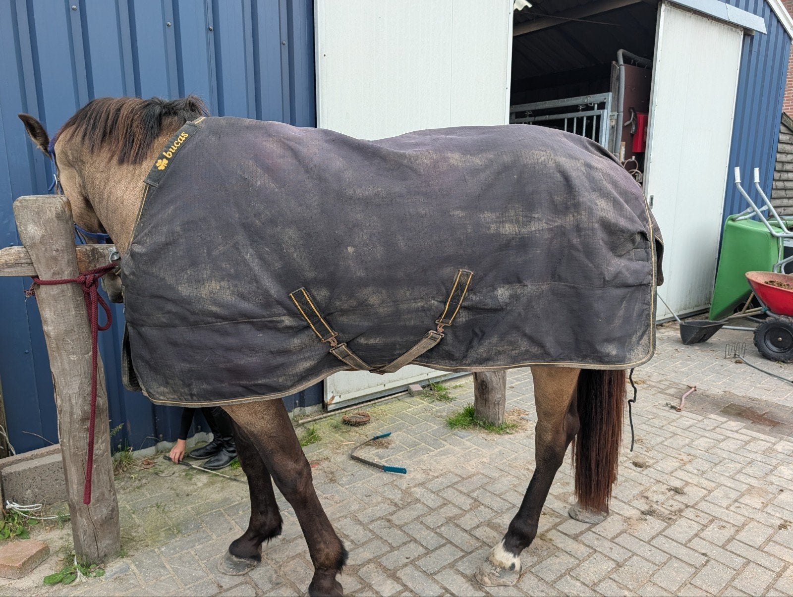 bucas irish turnout extra 6.6, Ophalen of Verzenden
