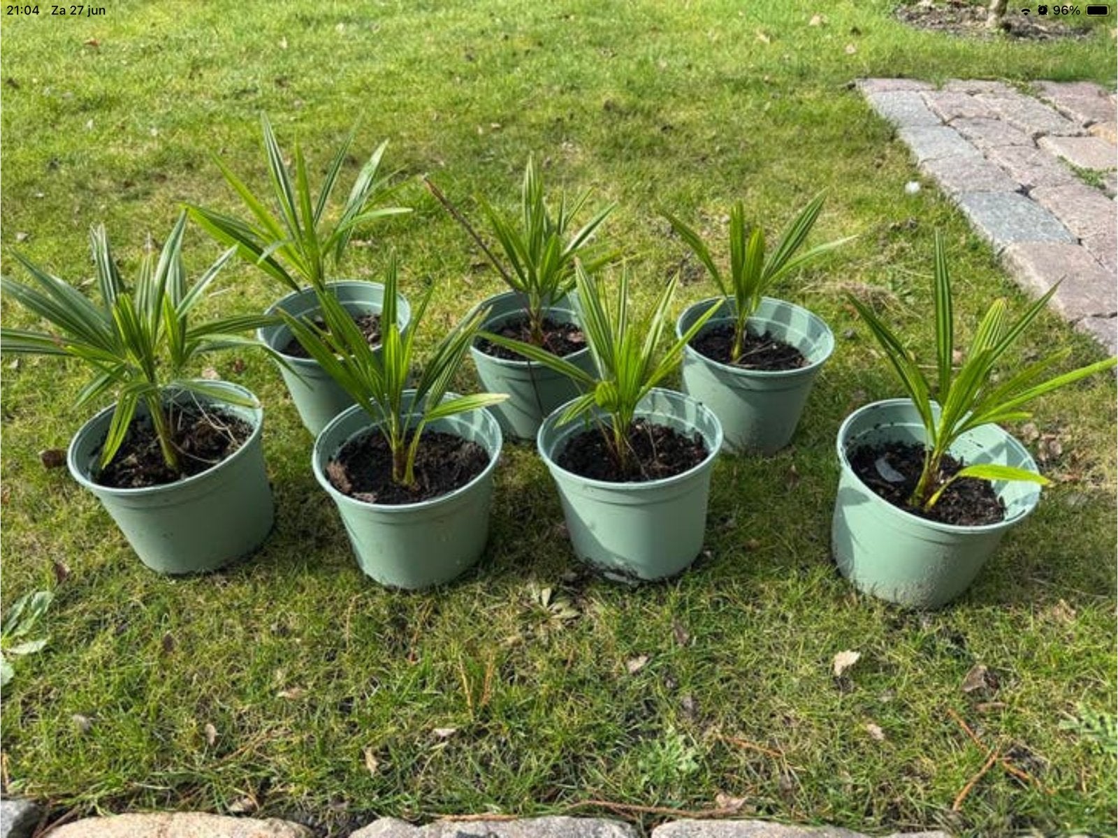 Jonge palmplantjes in pot trachycarpus fortunei, Tuin en Terras, Volle zon, Vaste plant, Bloeit niet, Ophalen