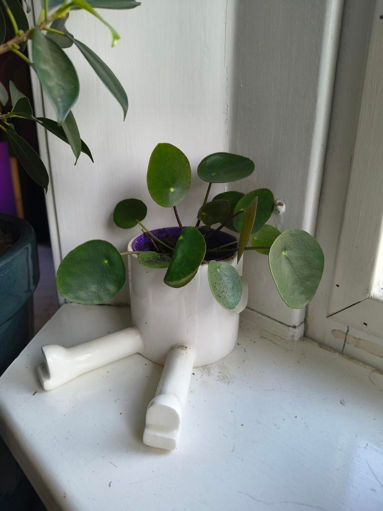 Pilea peperomioides (Pannenkoekplant) stekjes, Ophalen, Halfschaduw, Minder dan 100 cm