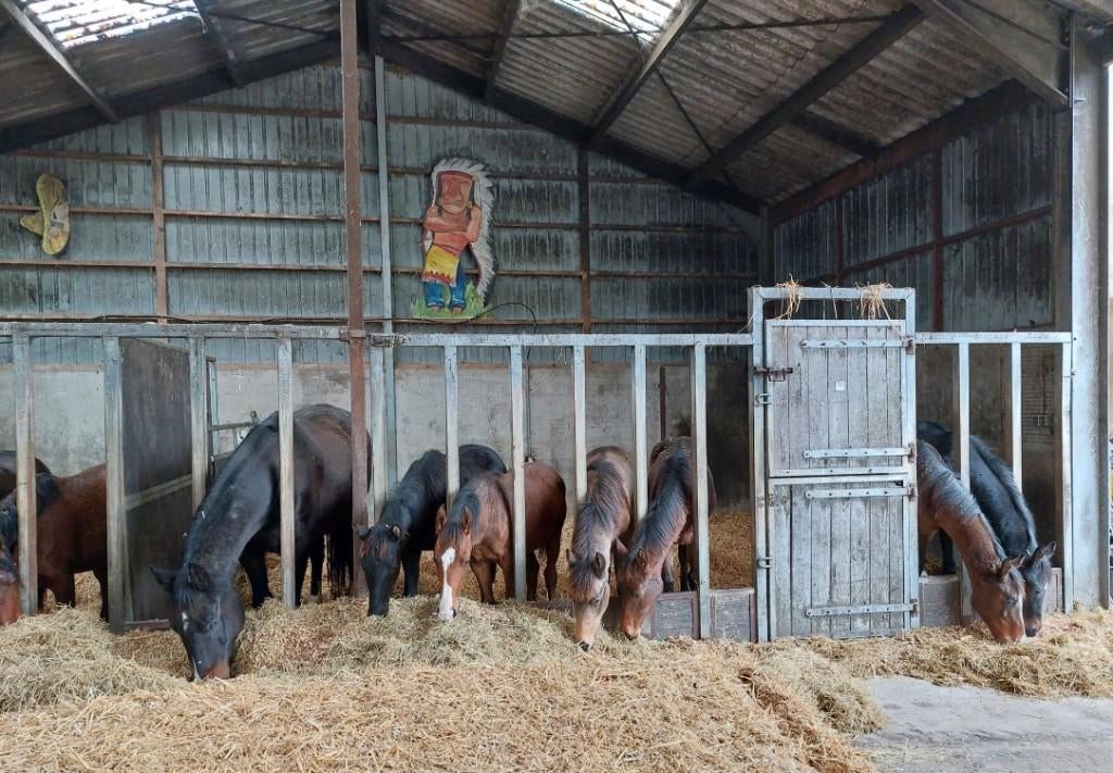 Opfok hengsten en merries 2026, Dieren en Toebehoren, Stalling en Weidegang, Opfok