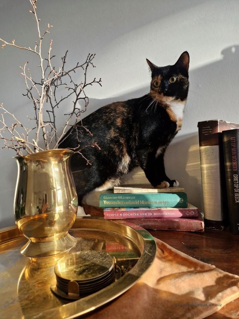 Catio ideen of hulp, Ophalen