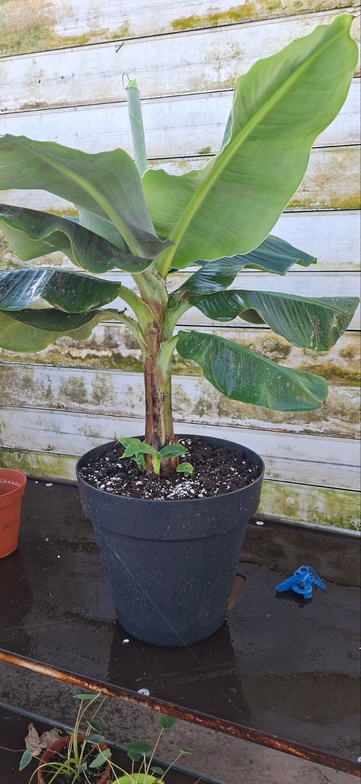 Musa acuminata 'Dwarf Cavendish' bananenplant in pot, Ophalen, Overige soorten, In pot, Minder dan 100 cm