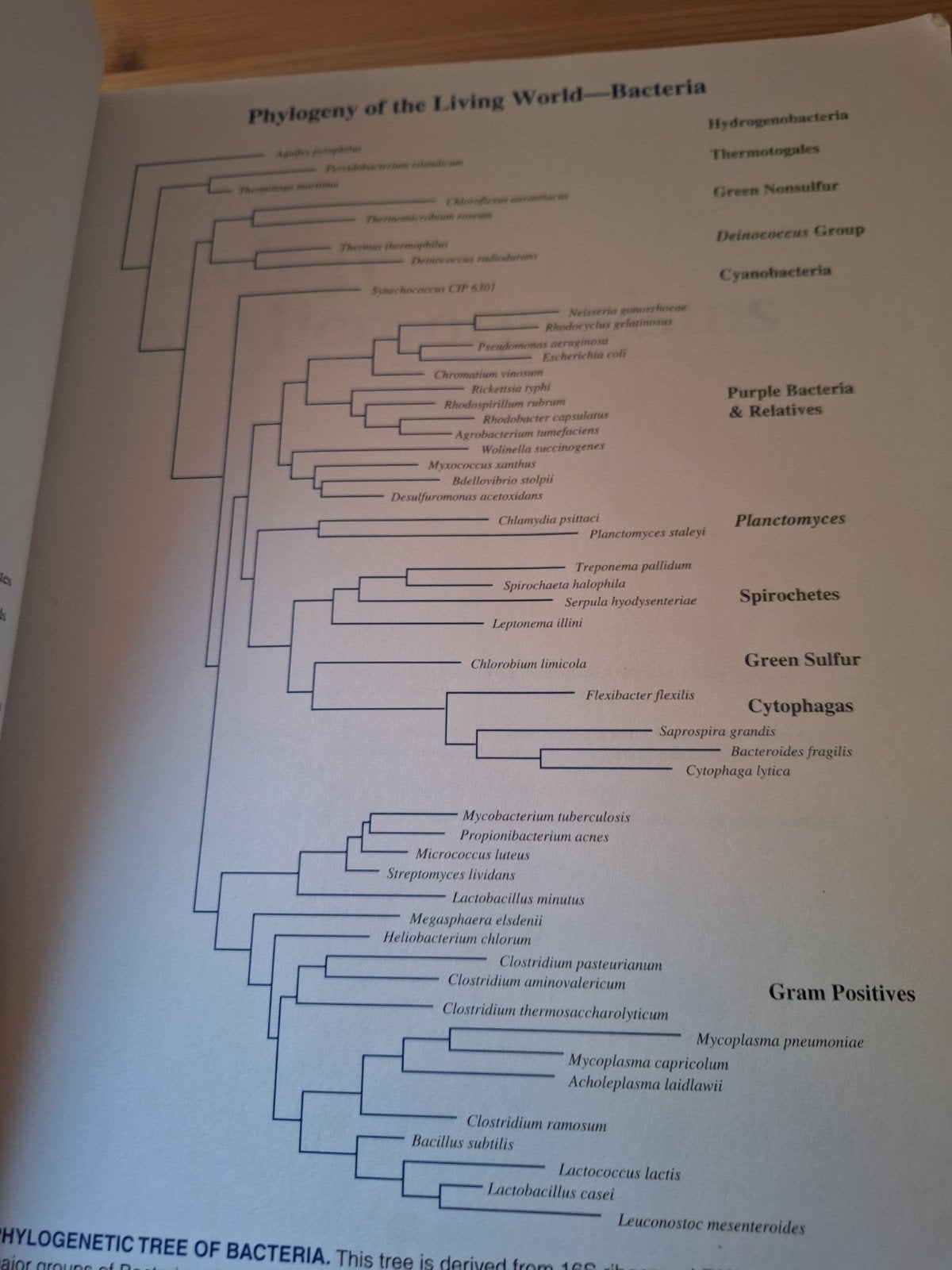 Brock Biology of Microorganisms - Achtste Editie, Boeken, Studieboeken en Cursussen, Gelezen, Michael T. Madigan, John M. Martinko, Jack Parker
