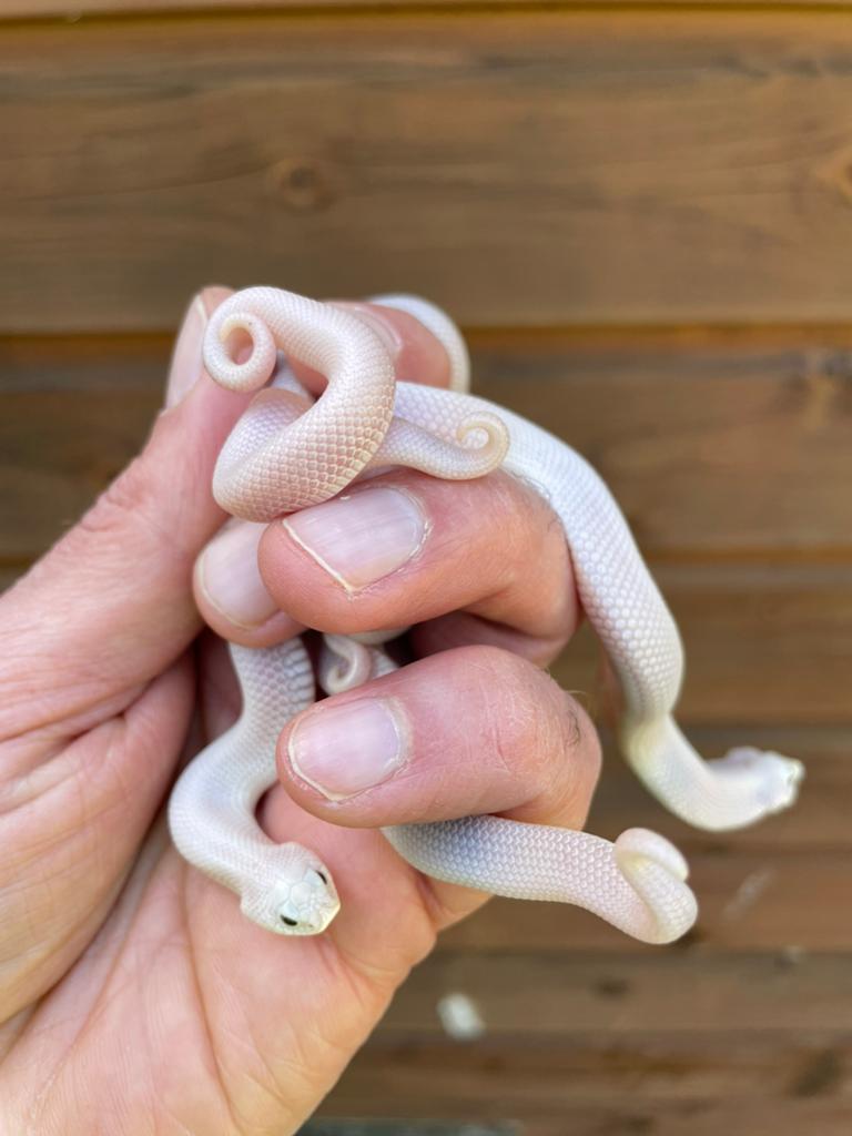 Heterodon nasicus LUCY babies Hognose Snake - male for sale from Barry