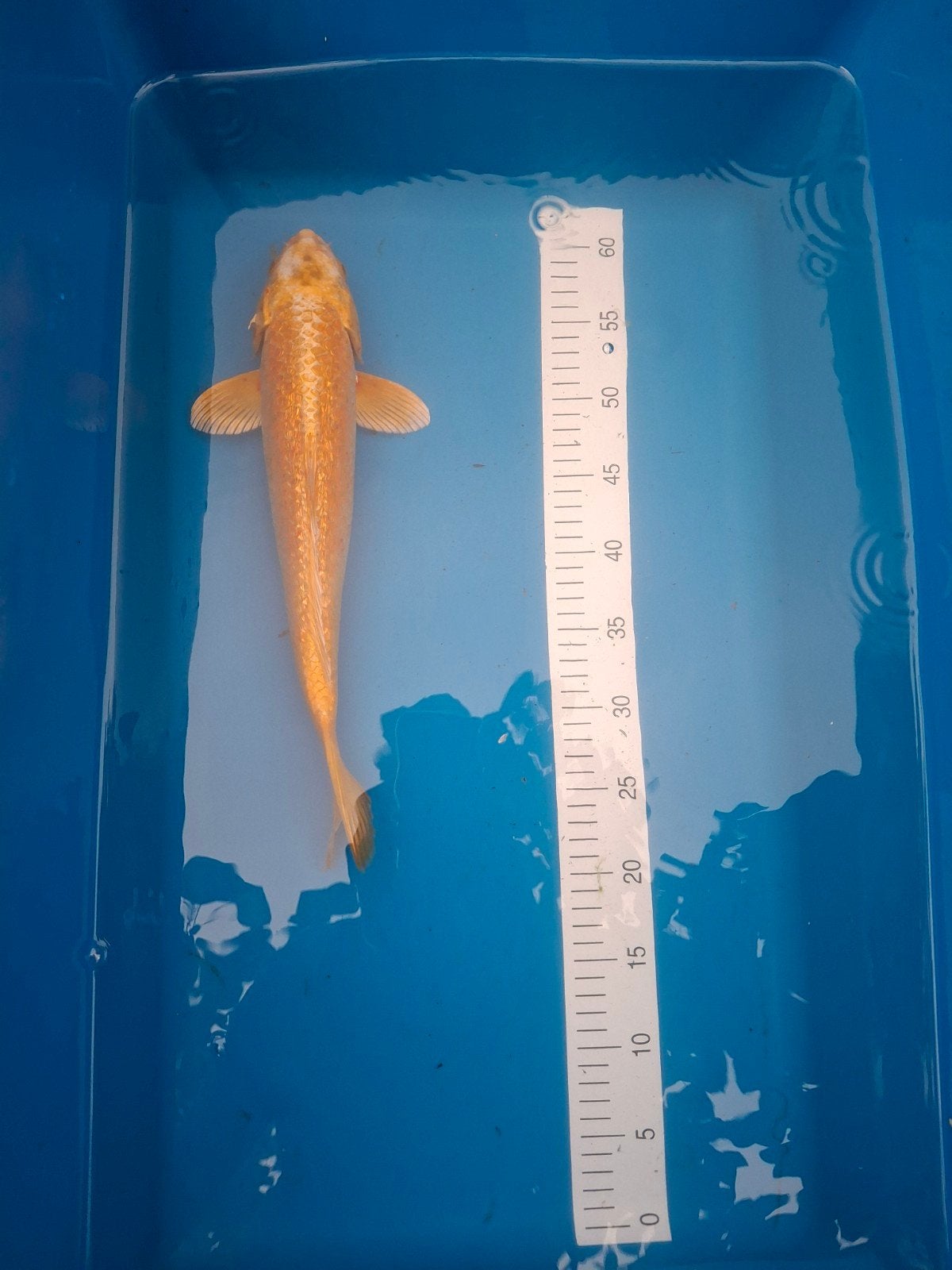 Koi yamabuki ogon 40 cm., Dieren en Toebehoren, Karper of Koi