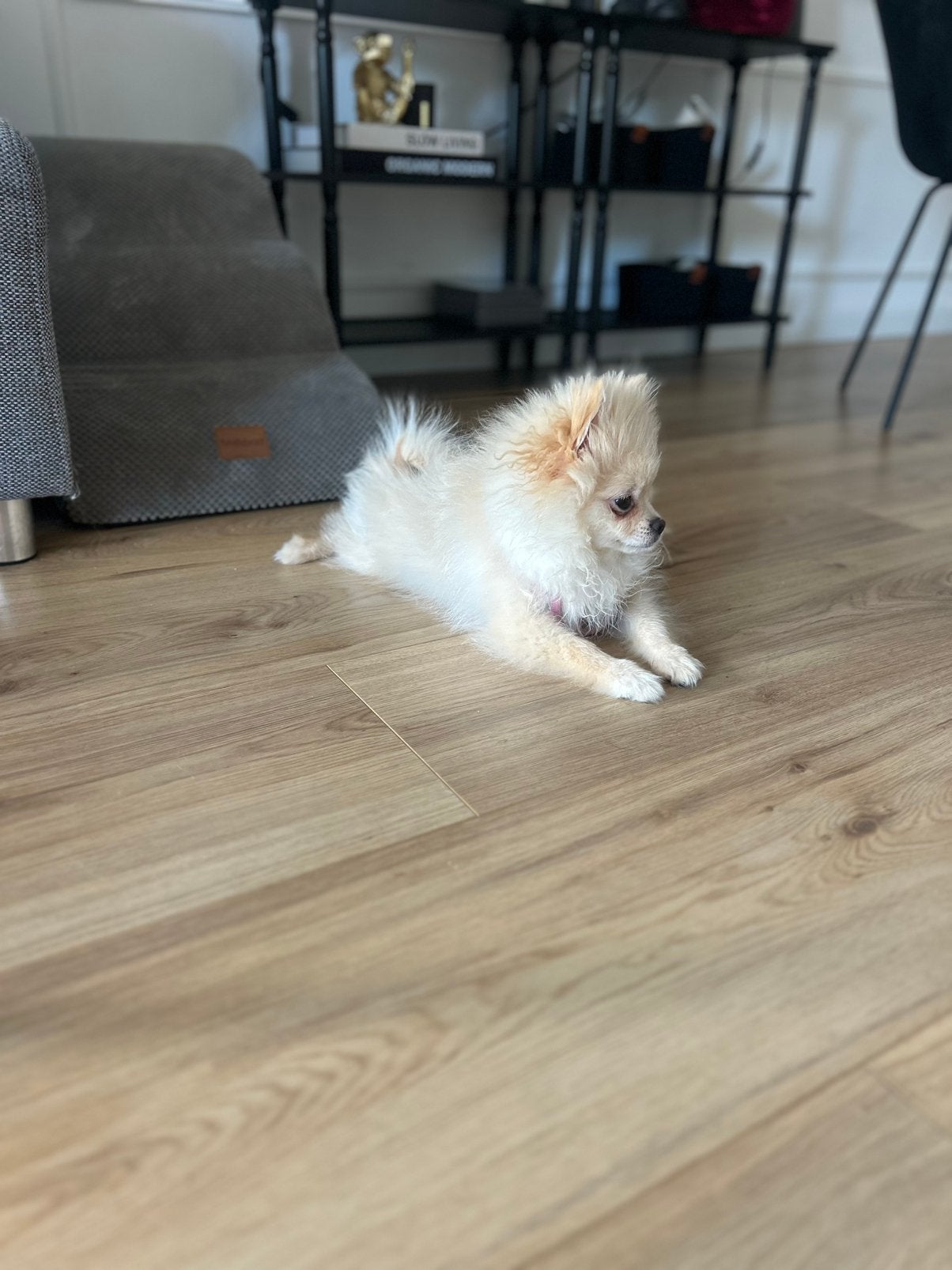 Pomeriaan, Overige rassen, 8 tot 15 weken, Teef, Parvo