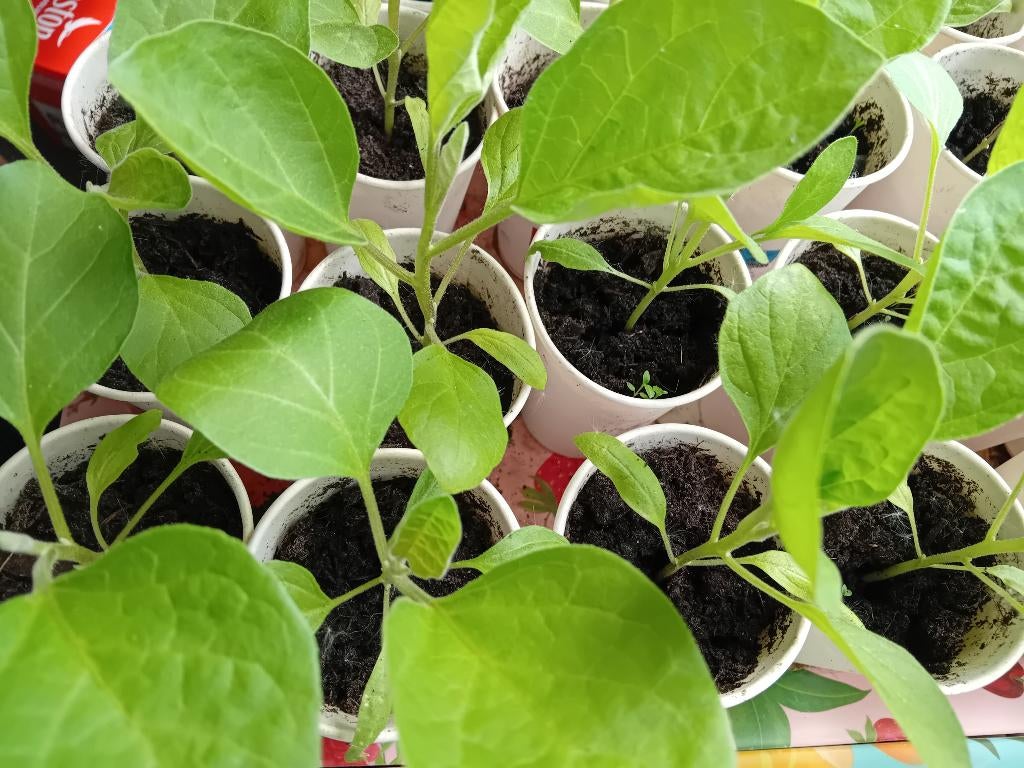 Aubergine plantjes, Ophalen, Volle zon, Groenteplanten, Eenjarig