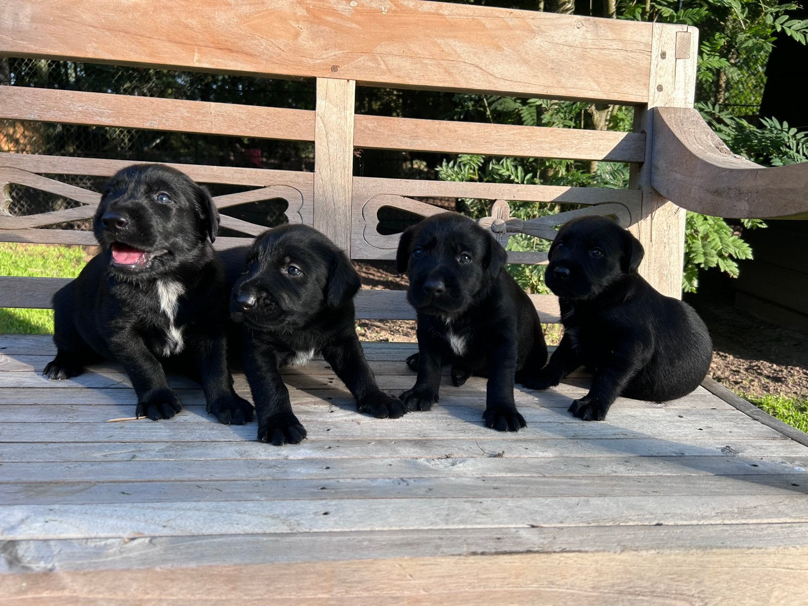 Pups kruising Mechelse herder en Duitse staande draadhaar, Dieren en Toebehoren, 8 tot 15 weken, Groot, Meerdere, Meerdere dieren