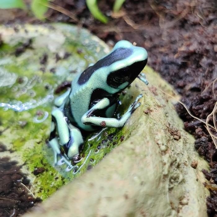 Dendrobates auratus