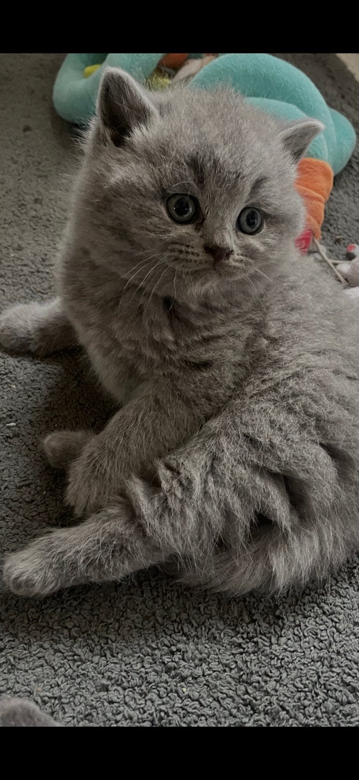 Britse korthaar kittens, Meerdere dieren, Ontwormd, 0 tot 2 jaar