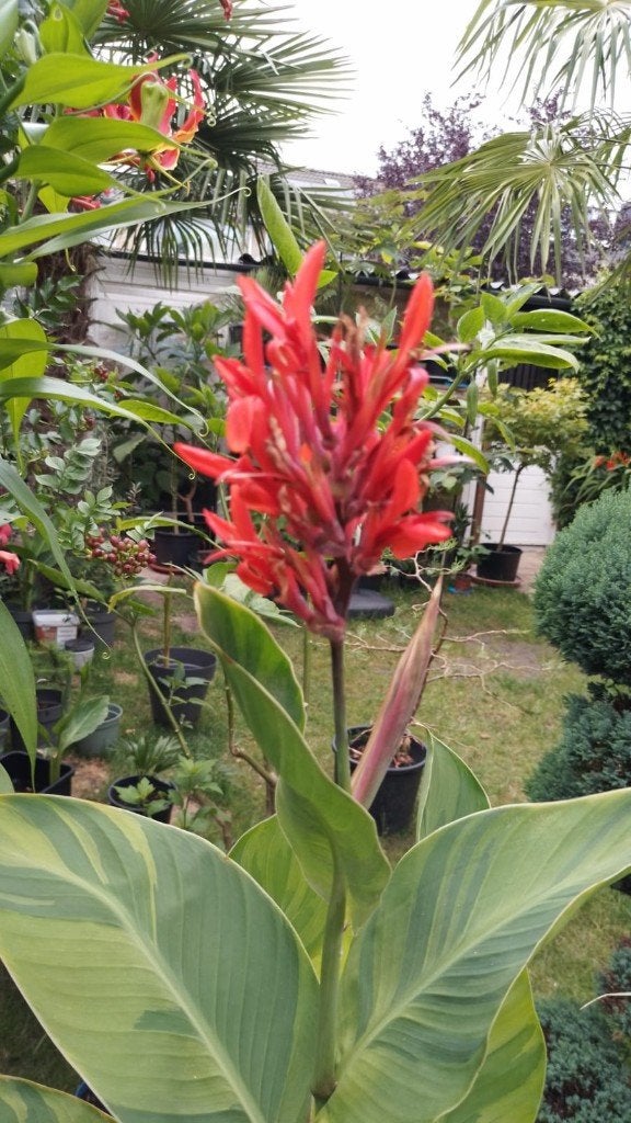 Canna Wolfsong Variegata, Volle zon, Vaste plant, Zomer, Ophalen