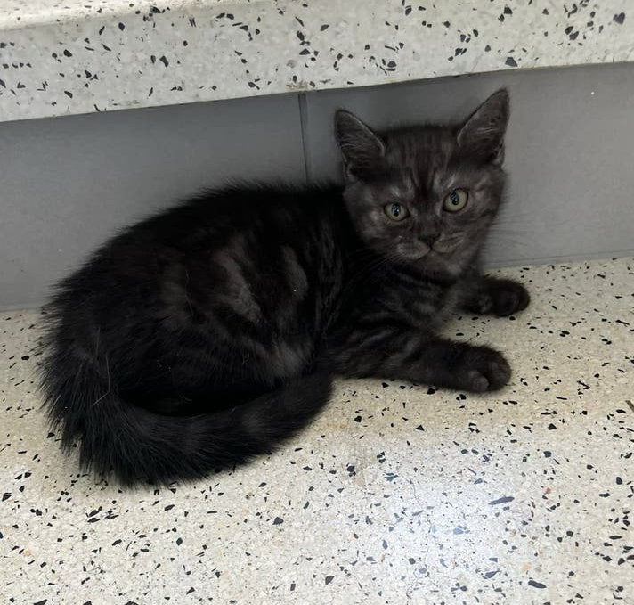 Britse korthaar black smoke poesje, Poes, Ontwormd