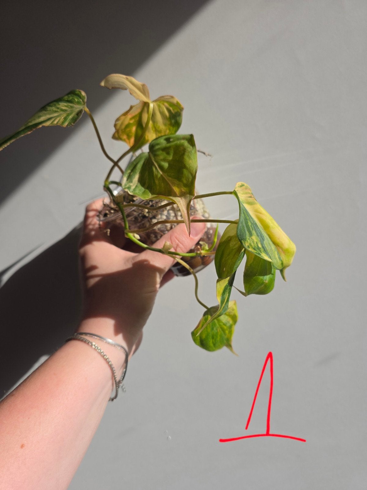 Philodendron micans pink varigata, Huis en Inrichting, Kamerplanten, Ophalen of Verzenden, Halfschaduw, Minder dan 100 cm