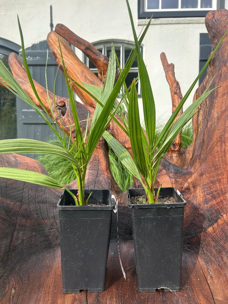 Phoenix canariensis – Canarische dadelpalm, Bio, Tuin en Terras, Ophalen of Verzenden, Minder dan 100 cm, Zomer, Palmboom