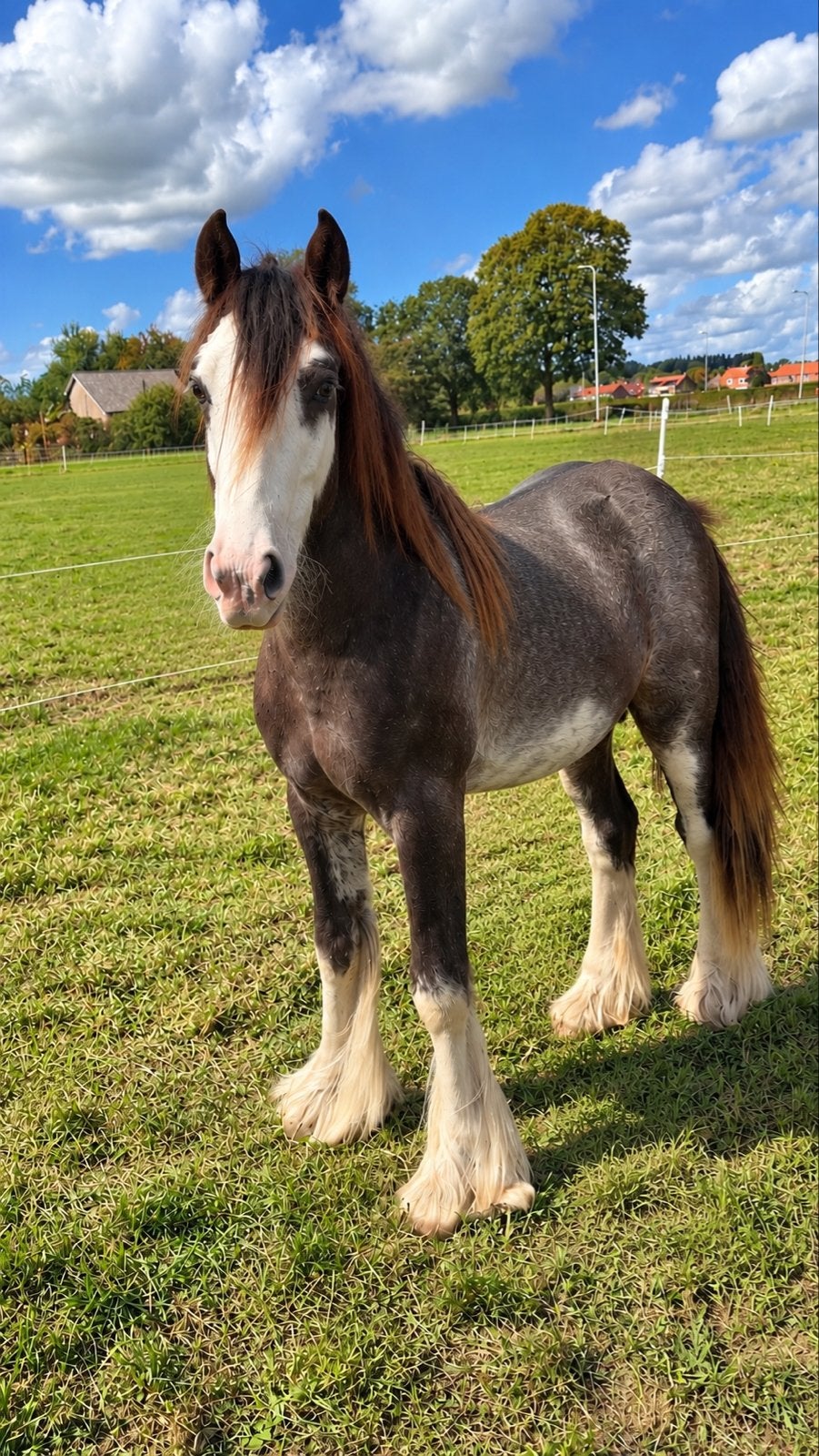 Tinker Irish Cob, Dieren en Toebehoren, Gechipt, Minder dan 160 cm, Ruin, 0 tot 2 jaar