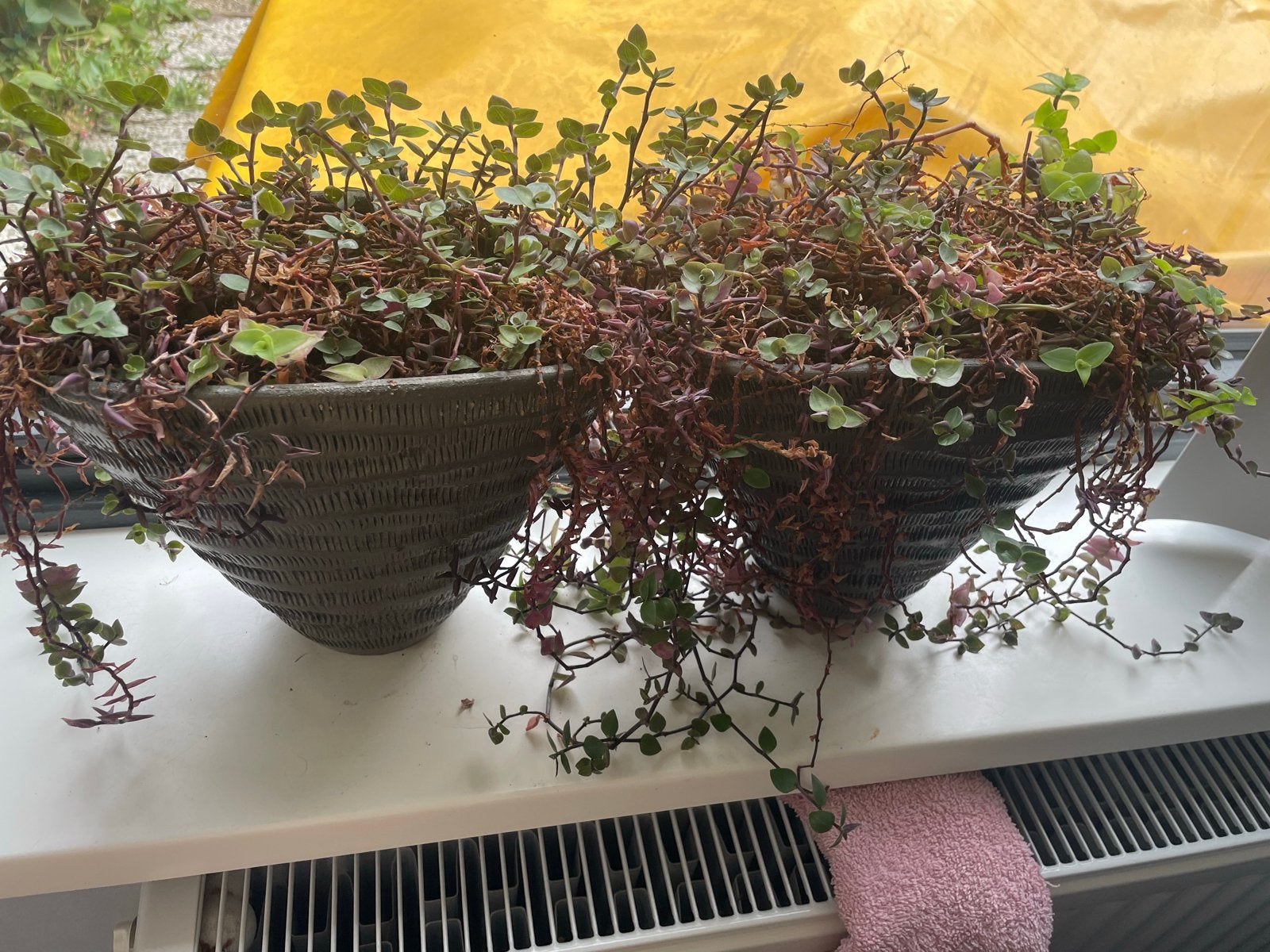 Twee hangplanten in pot, Huis en Inrichting, Overige soorten, In pot, Minder dan 100 cm, Groene kamerplant