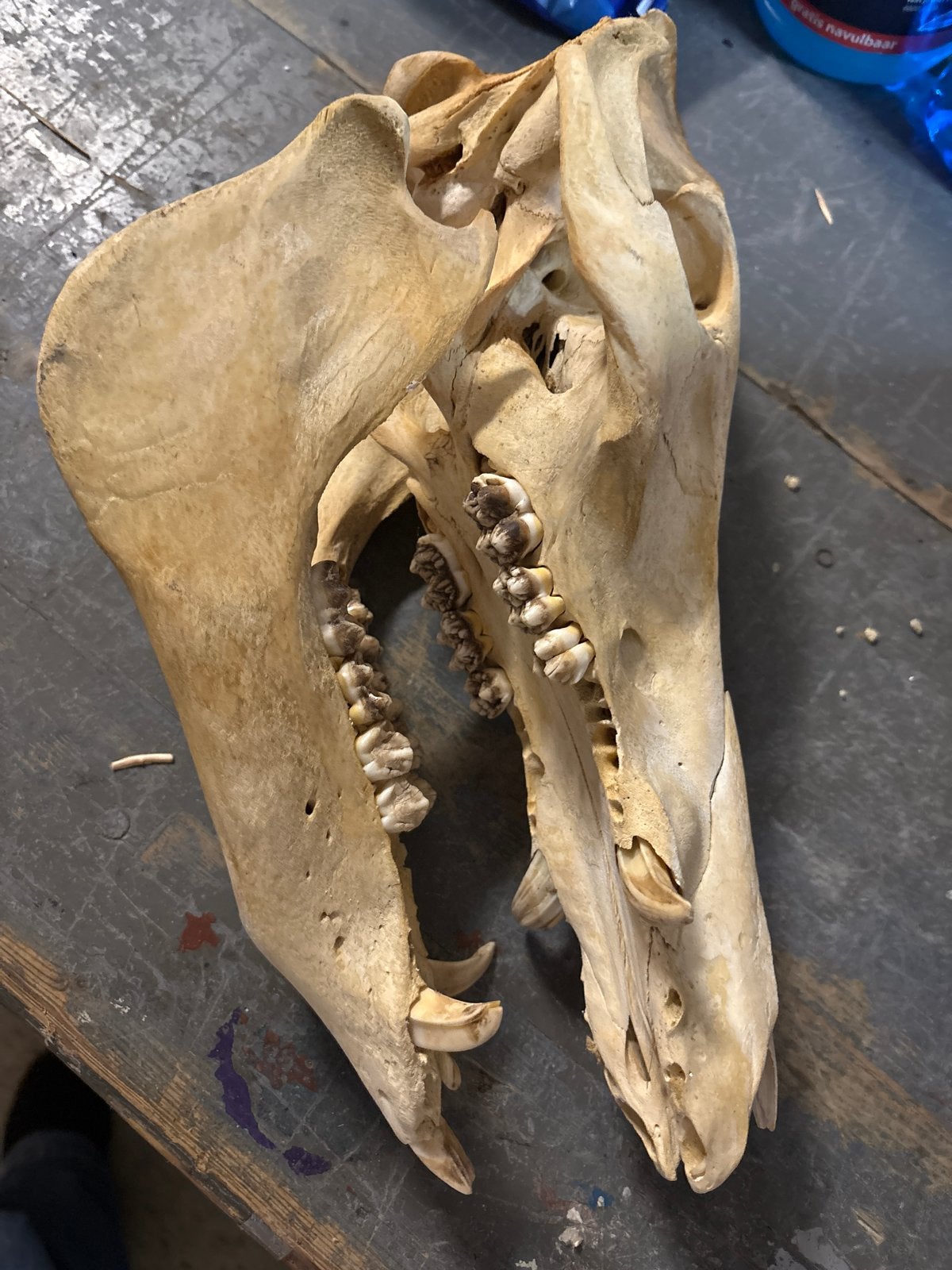 Schedel van een wild zwijn - Uniek decoratiestuk, Ophalen of Verzenden, Gebruikt, Wild dier, Schedel