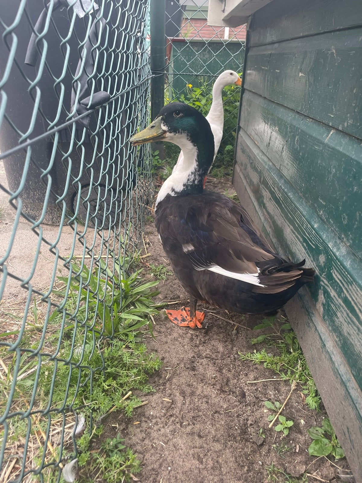 Saksische eend man, Dieren en Toebehoren, Pluimvee, Mannelijk, Eend