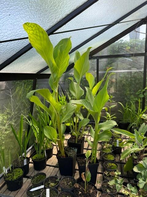 canna planten, Volle zon, Vaste plant, Zomer, Ophalen