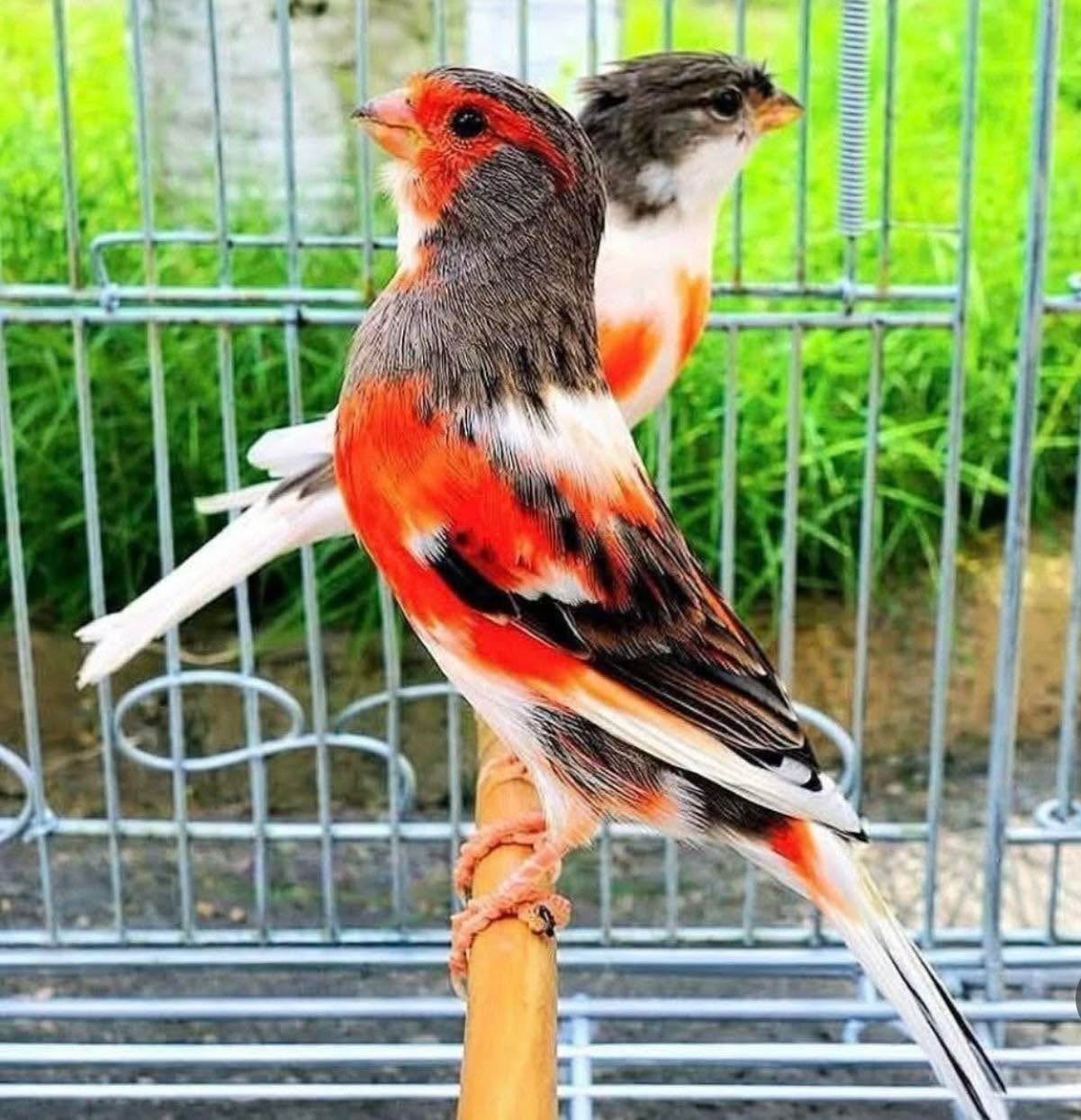 GEZOCHT portugese harlekijn kanaries, Meerdere dieren, Kleurkanarie