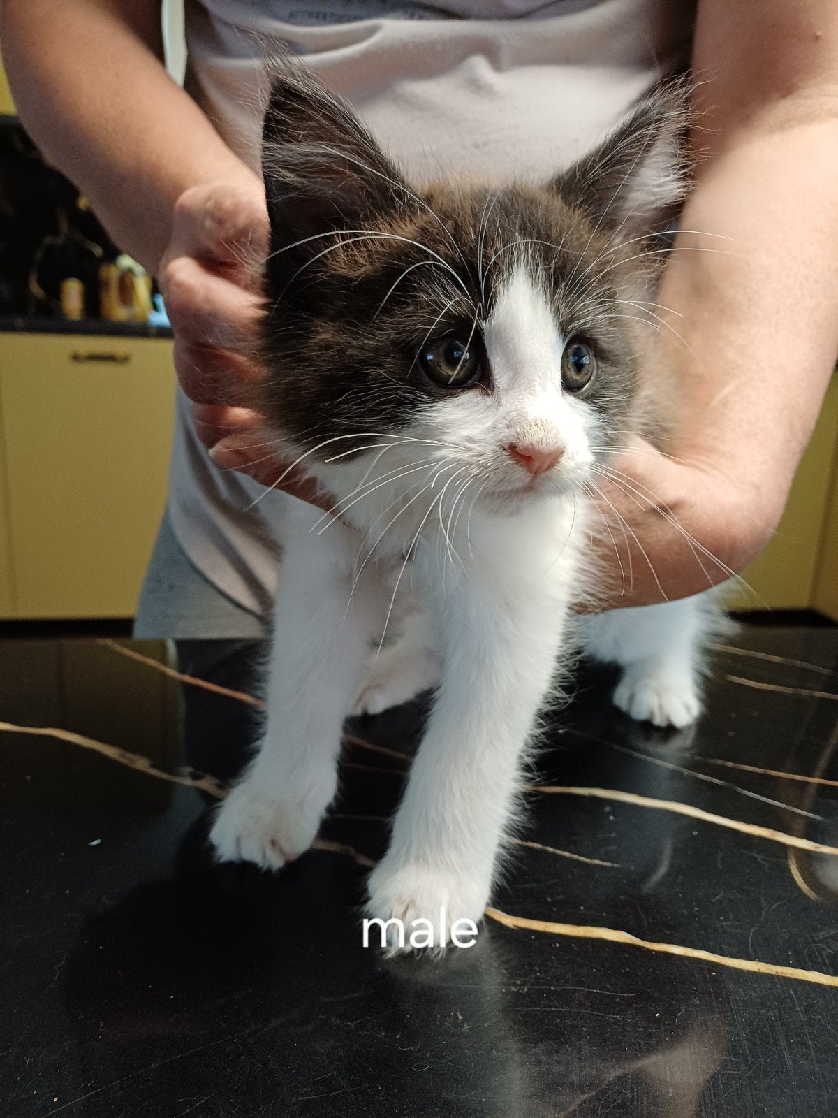 maine coon