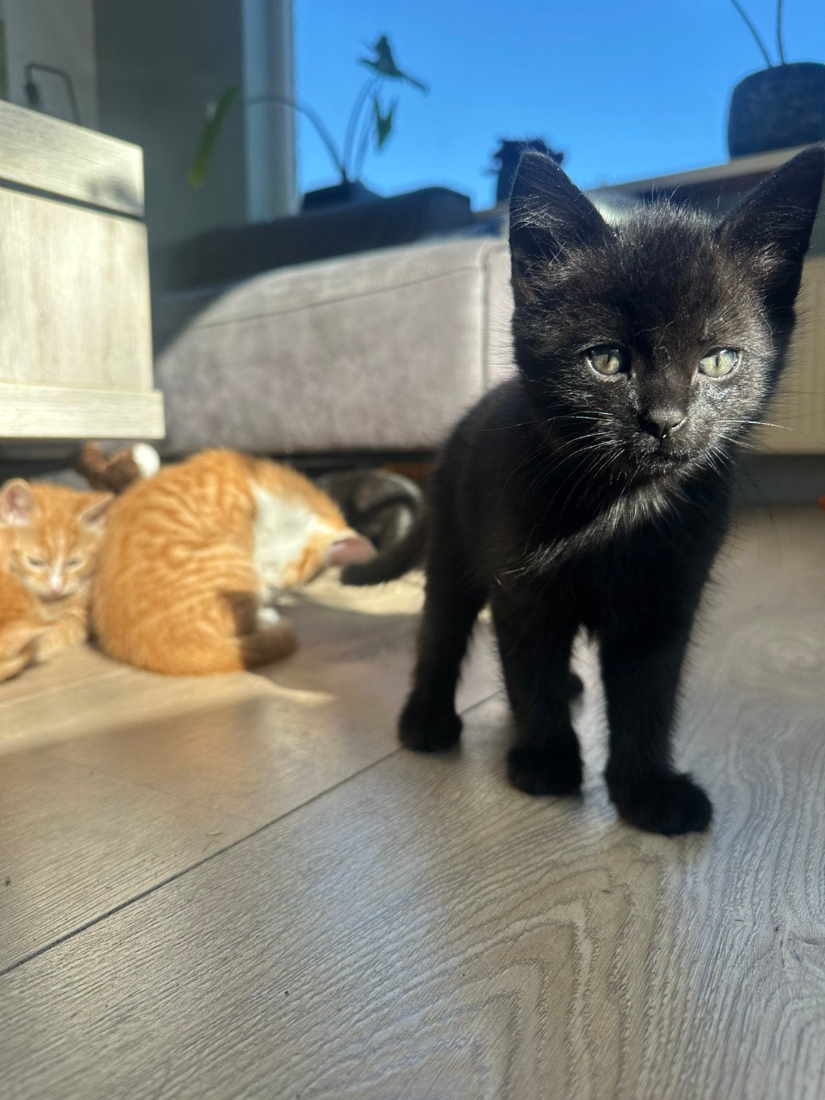 Lieve knuffel kittens zoeken nieuw huis, Dieren en Toebehoren, Meerdere dieren
