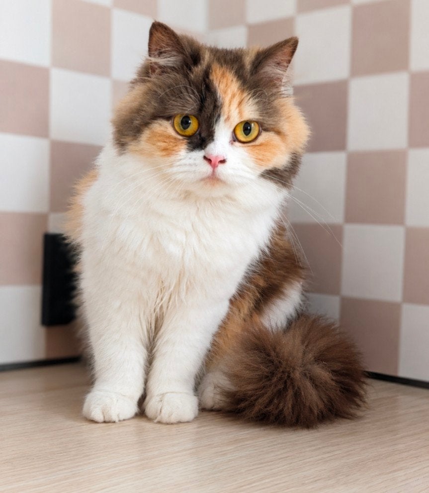 Brits langhaar zusjes, Dieren en Toebehoren, Poes, 0 tot 2 jaar